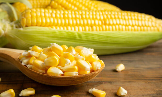 A diversidade do milho: um tesouro gastronômico e nutricional