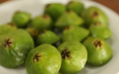 14ª Edição do Festival do Cambuci em Parelheiros acontece neste fim de semana