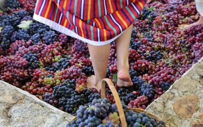 12ª Pisa da Uva da Quinta do Olivardo começa dia 13, em São Roque