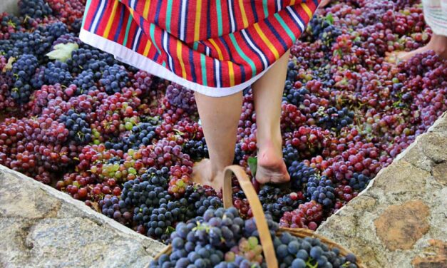 12ª Pisa da Uva da Quinta do Olivardo começa dia 13, em São Roque