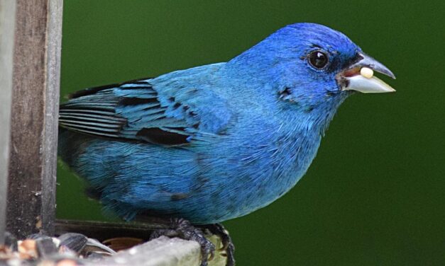 Cor com I: índigo, isabel, íris e muito mais