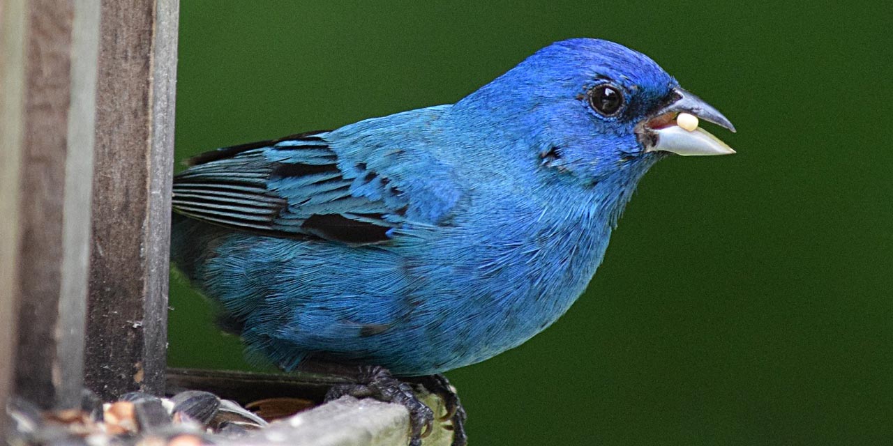 Cor com I: índigo, isabel, íris e muito mais