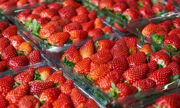 Festa do Morango em Jacareí começa oficialmente nesta quinta