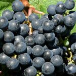 Dia da Uva Tannat: explorando vinhos do Uruguai
