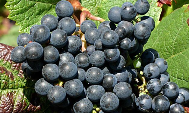 Dia da Uva Tannat: explorando vinhos do Uruguai