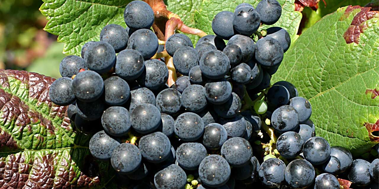 Dia da Uva Tannat: explorando vinhos do Uruguai