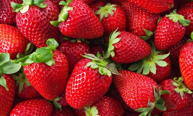 Festa do Morango em Bragança Paulista estreia nesta quinta