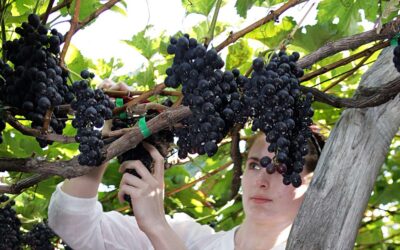 Festa do Vinho na Ilha da Madeira tem início em agosto