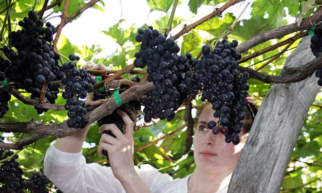 Festa do Vinho na Ilha da Madeira tem início em agosto