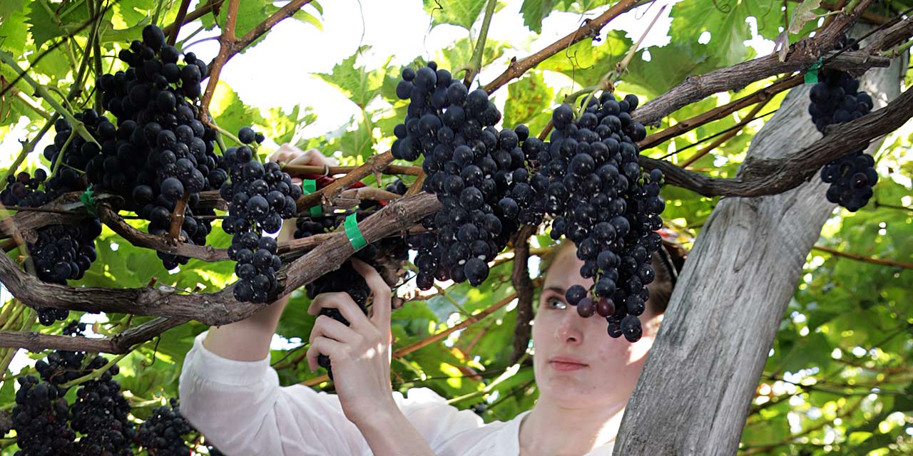 Festa do Vinho na Ilha da Madeira tem início em agosto