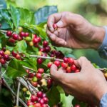 Café sustentável: caminhos para um futuro mais equilibrado e justo
