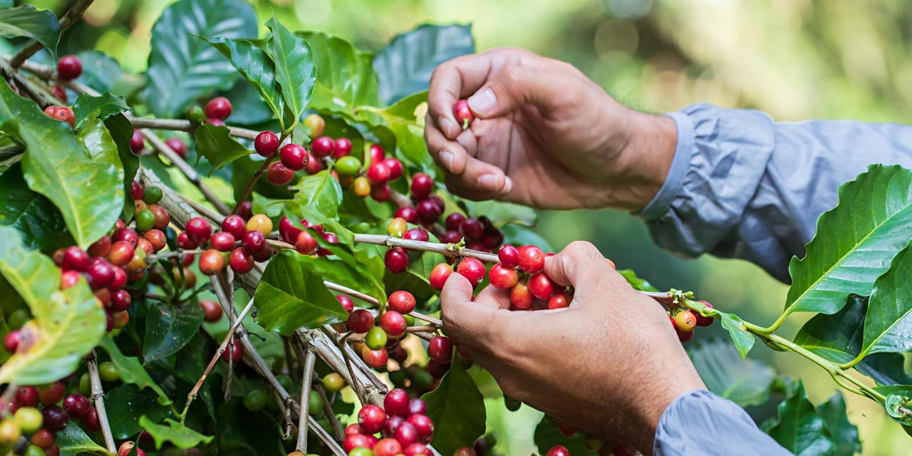 Café sustentável: caminhos para um futuro mais equilibrado e justo