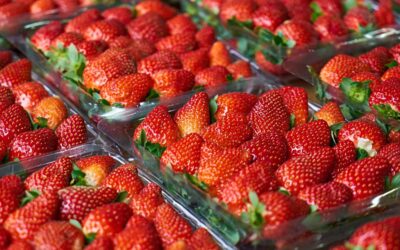 Festa do Morango em São Carlos retorna nesta quinta