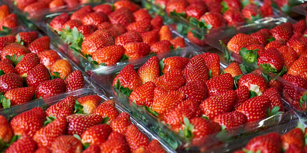 Festa do Morango em São Carlos retorna nesta quinta