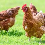 Frango brasileiro: pesquisa desmente uso de hormônio