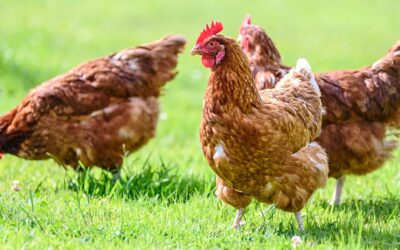 Frango brasileiro: pesquisa desmente uso de hormônio
