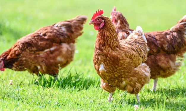 Frango brasileiro: pesquisa desmente uso de hormônio