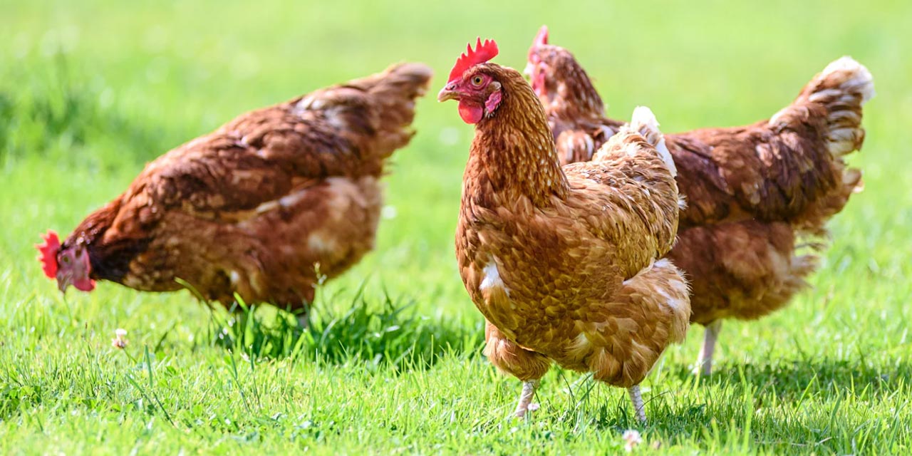 Frango brasileiro: pesquisa desmente uso de hormônio