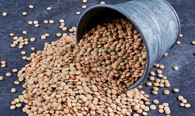 Lentilha: 7 curiosidades que vão te surpreender