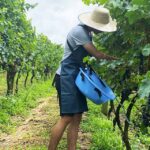 Casa Perini apresenta novidades para a Vindima 2025