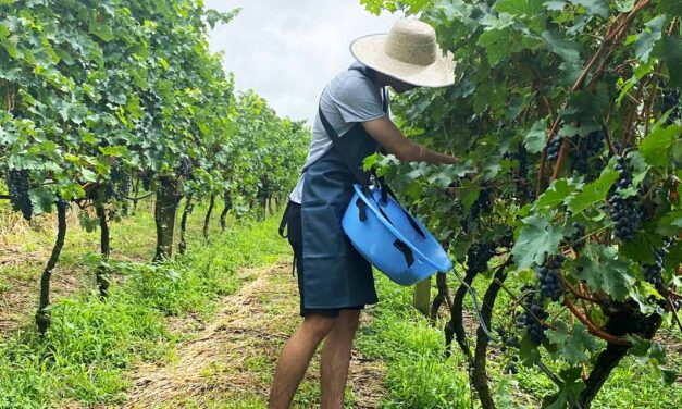 Casa Perini apresenta novidades para a Vindima 2025