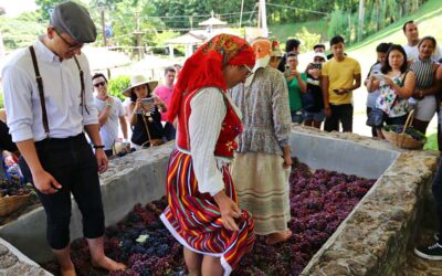 Quinta do Olivardo em São Roque celebra a Pisa da Uva