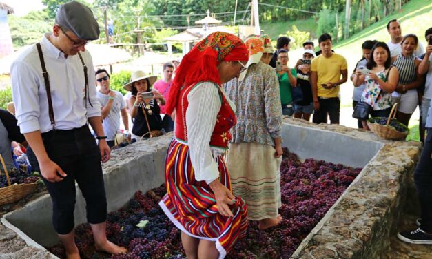 Quinta do Olivardo em São Roque celebra a Pisa da Uva