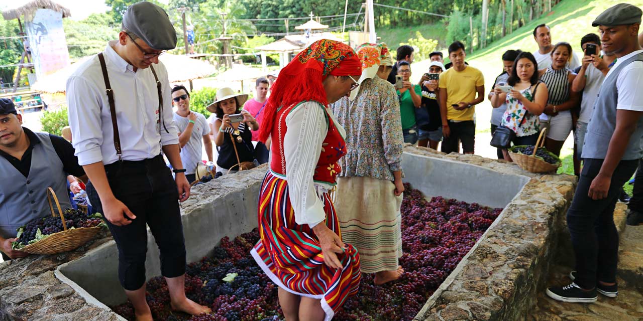 Quinta do Olivardo em São Roque celebra a Pisa da Uva