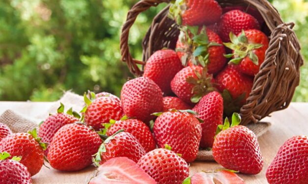 Festa do Morango anima o Partage Santana a partir desta quinta