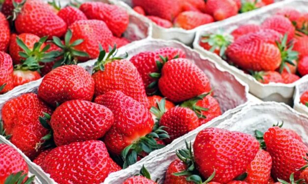 Betim se prepara para a próxima Festa do Morango