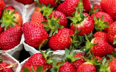 Festa do Morango em Itaguaí começa nesta quinta-feira