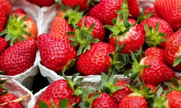 Festa do Morango em Itaguaí começa nesta quinta-feira