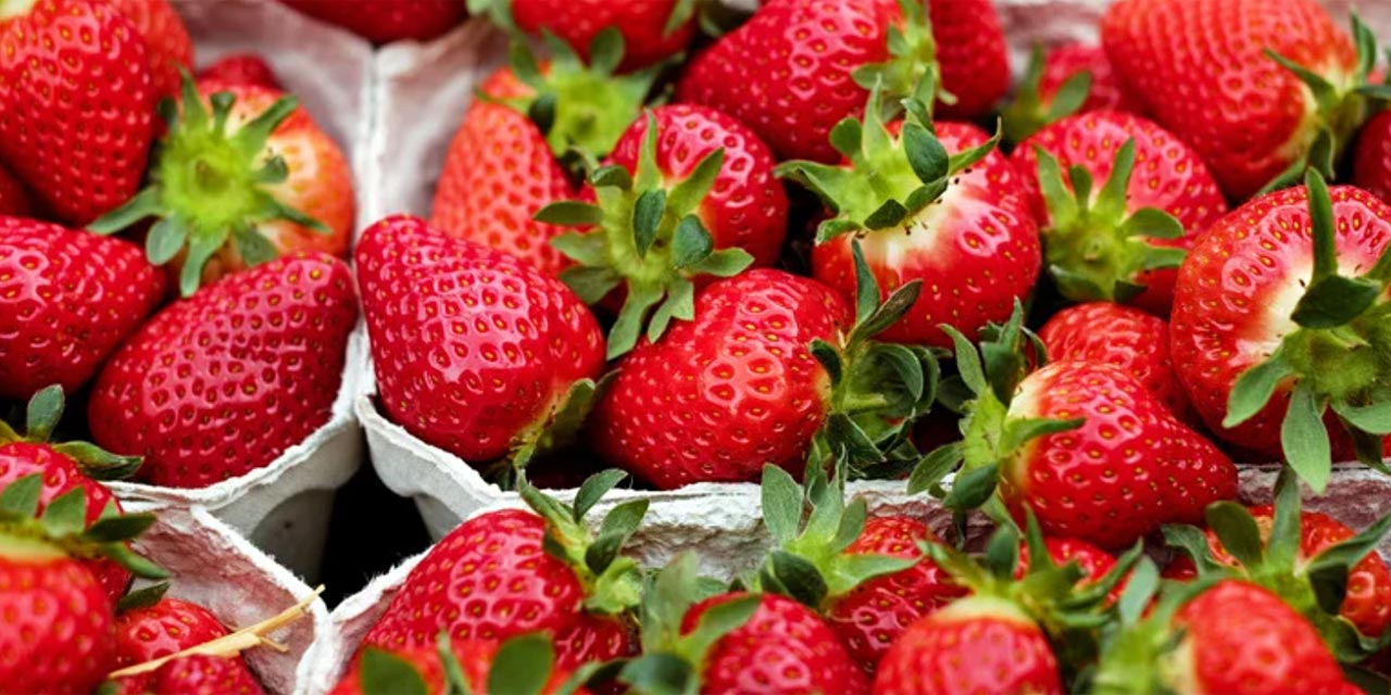 Festa do Morango em Itaguaí começa nesta quinta-feira