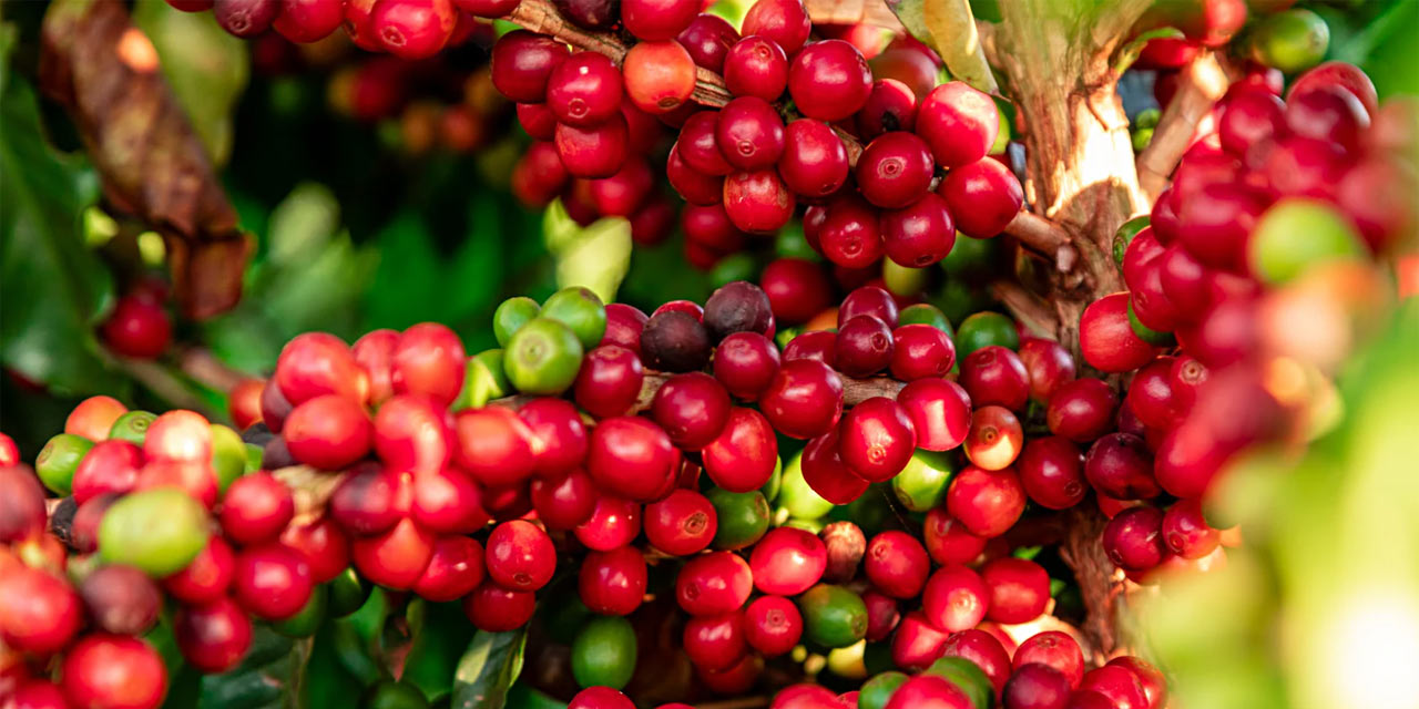 Dia Nacional do Café destaca tradição e paixão brasileira